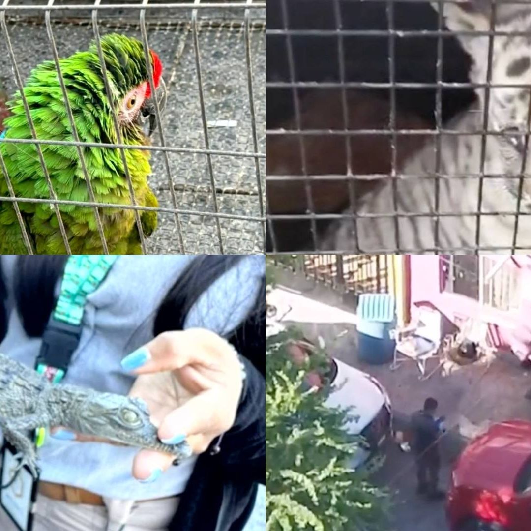 Aseguran Armas, Droga y Animales Exóticos En Cateos