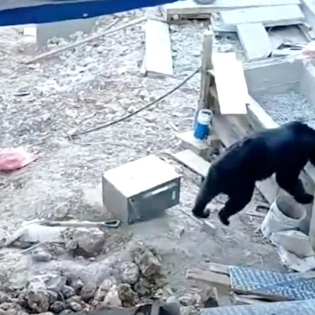 Avistamento de Osos en Nuevo León