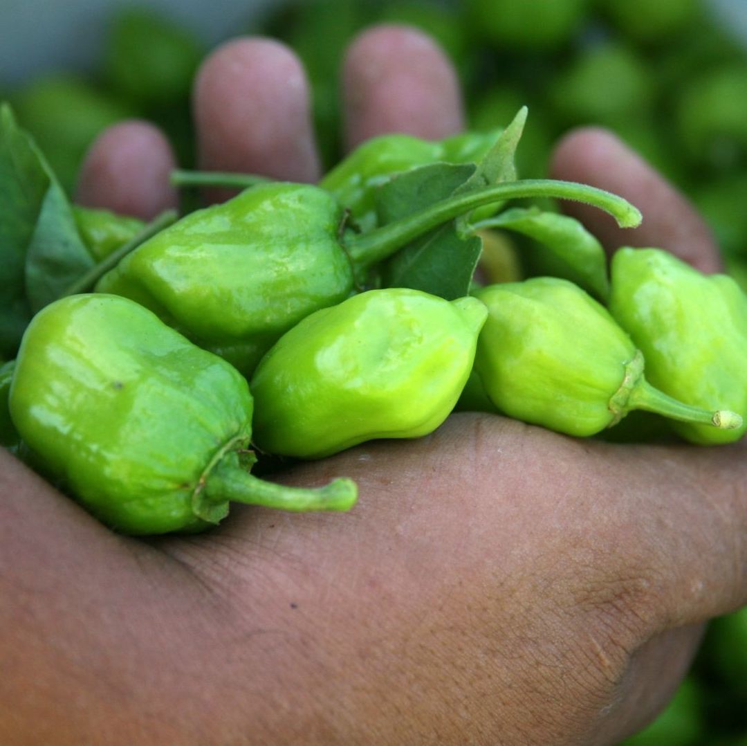 Cultivo de chiles habaneros