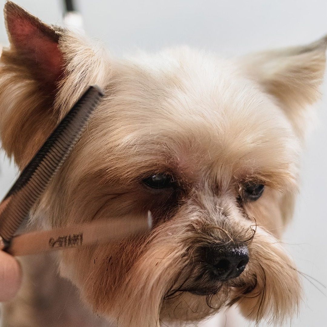 Llevan a Perrito por Cambio de Look a Estética Canina y lo Entregan Muerto a sus Dueños