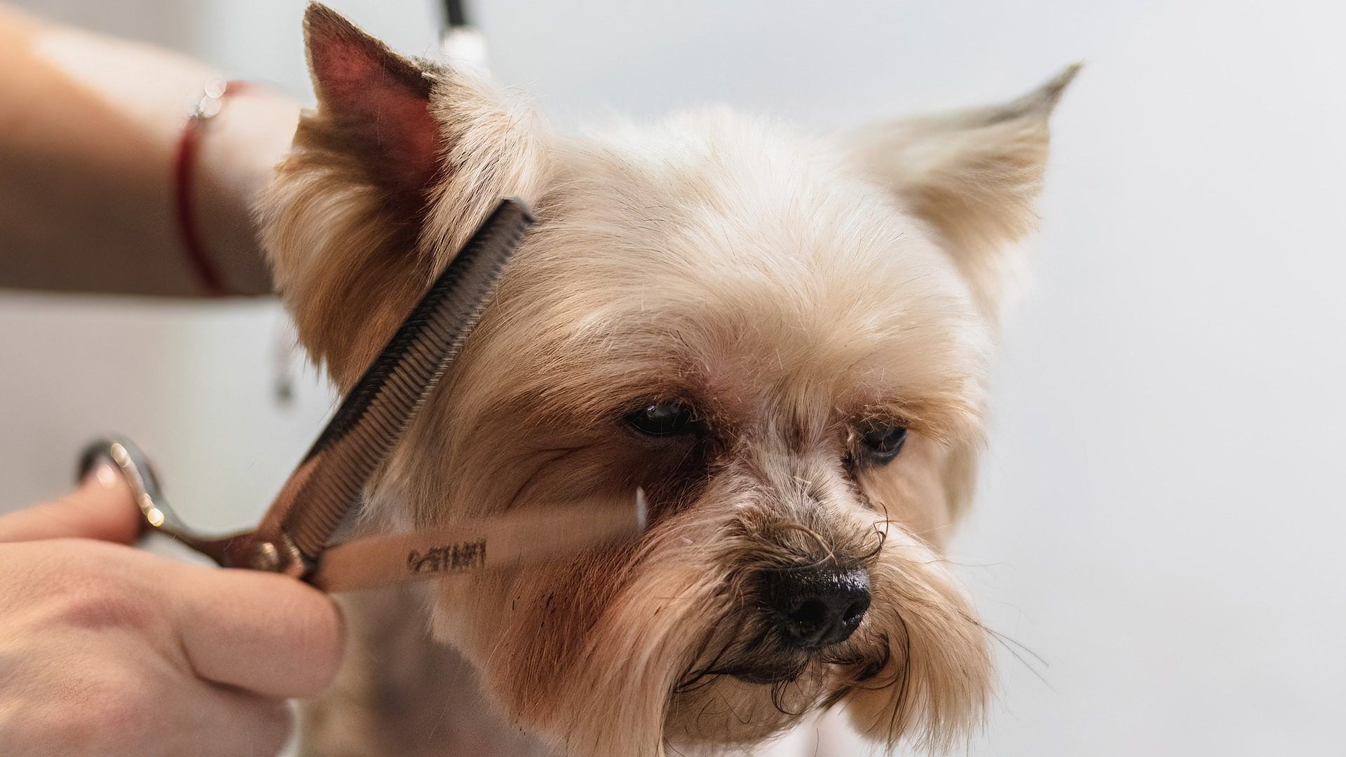 Llevan a Perrito por Cambio de Look a Estética Canina y lo Entregan Muerto a sus Dueños