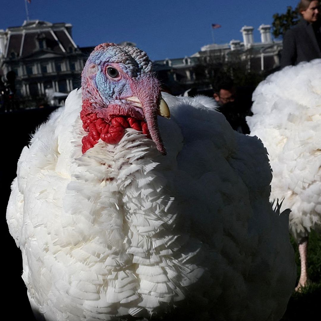 Thanksgiving 2024: Pavos Peach Blossom Indultados Biden; Cuál es Significado
