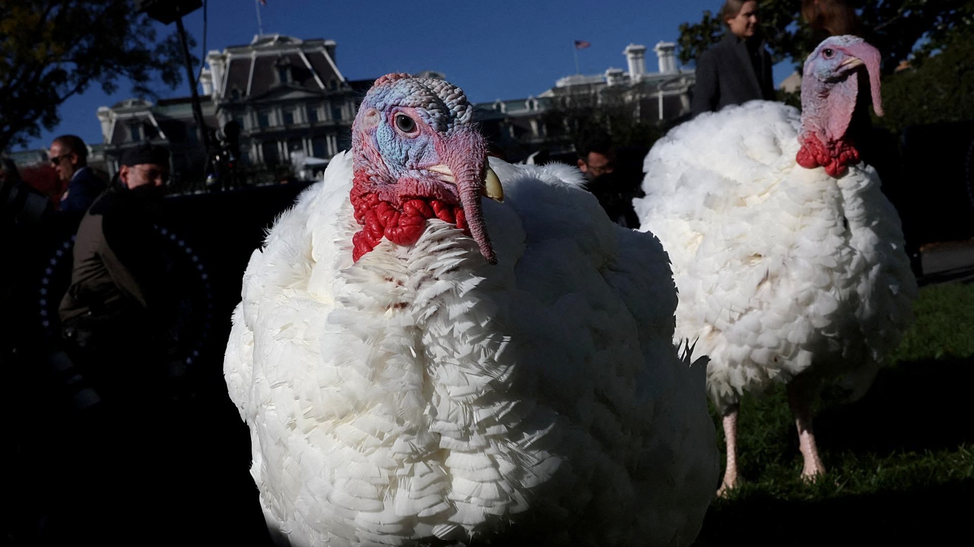 Thanksgiving 2024: Pavos Peach Blossom Indultados Biden; Cuál es Significado
