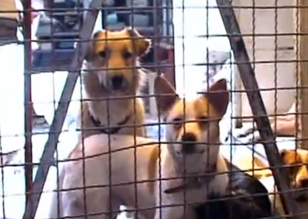 Clausuran Albergue para Animales en Narvarte, CDMX; Vecinos Impiden Traslado de Animales
