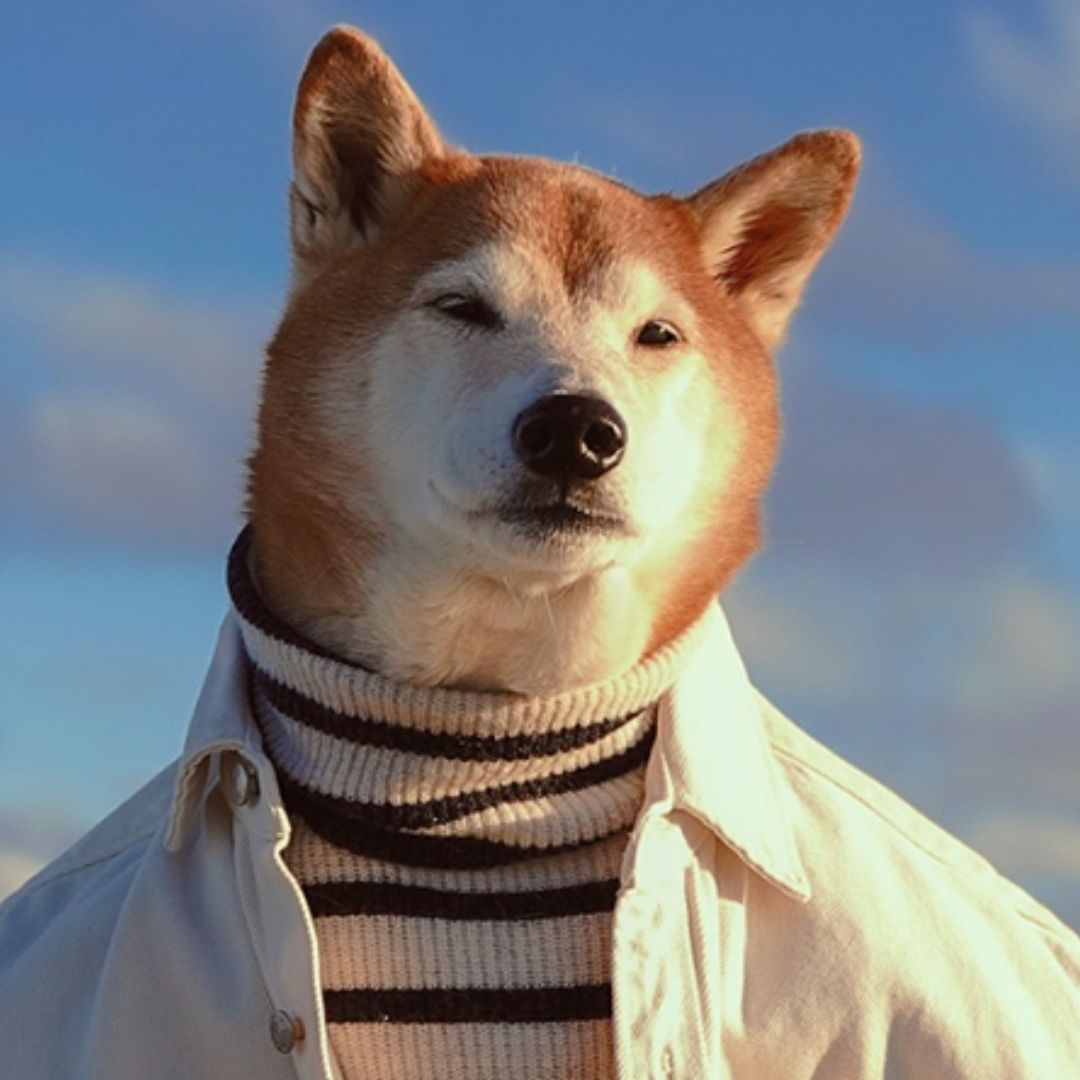 Muere Bodhi, Perro Famoso por Vestir Ropa Masculina