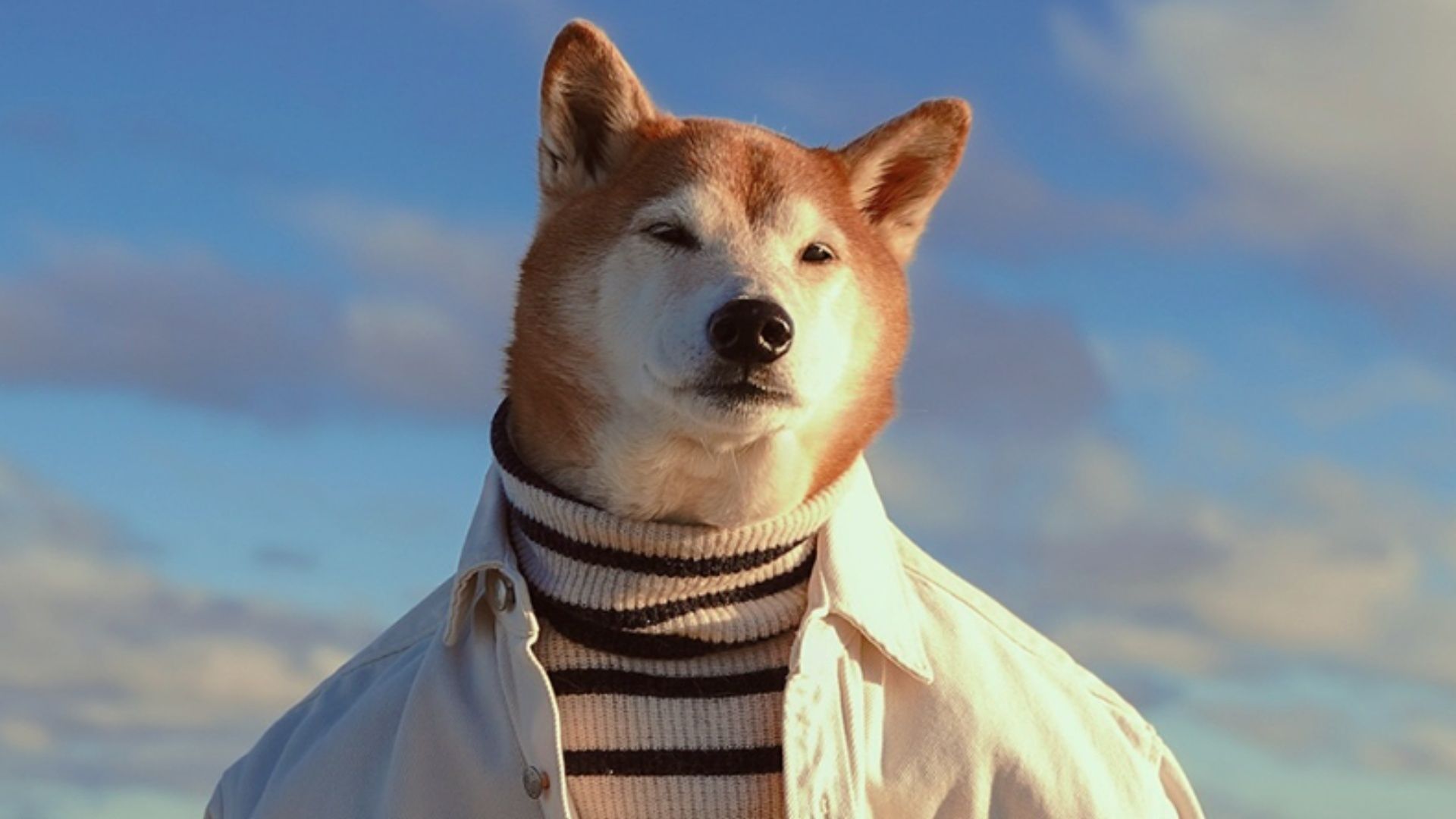 Muere Bodhi, Perro Famoso por Vestir Ropa Masculina