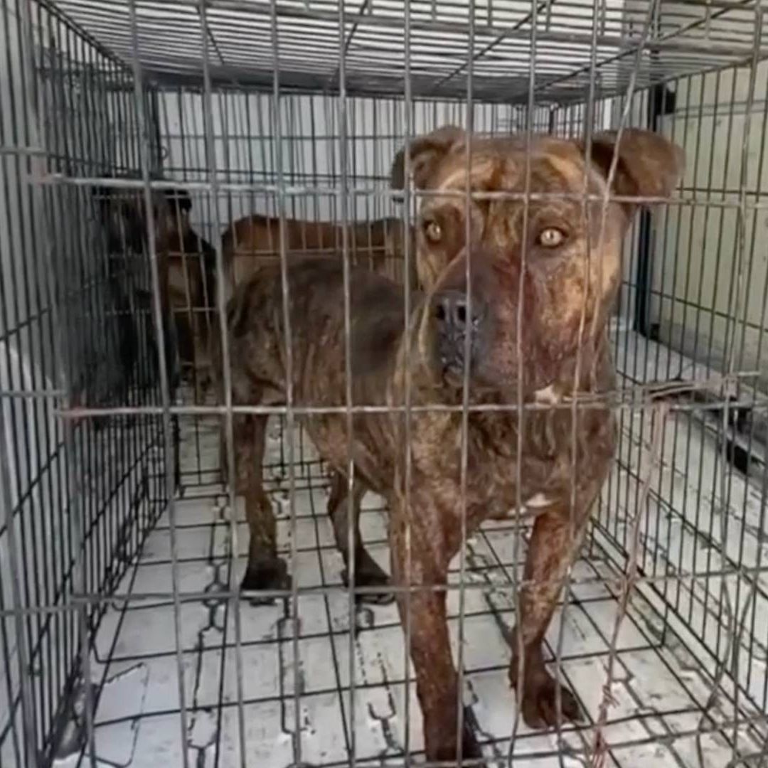 Perro pitbull enjaulado