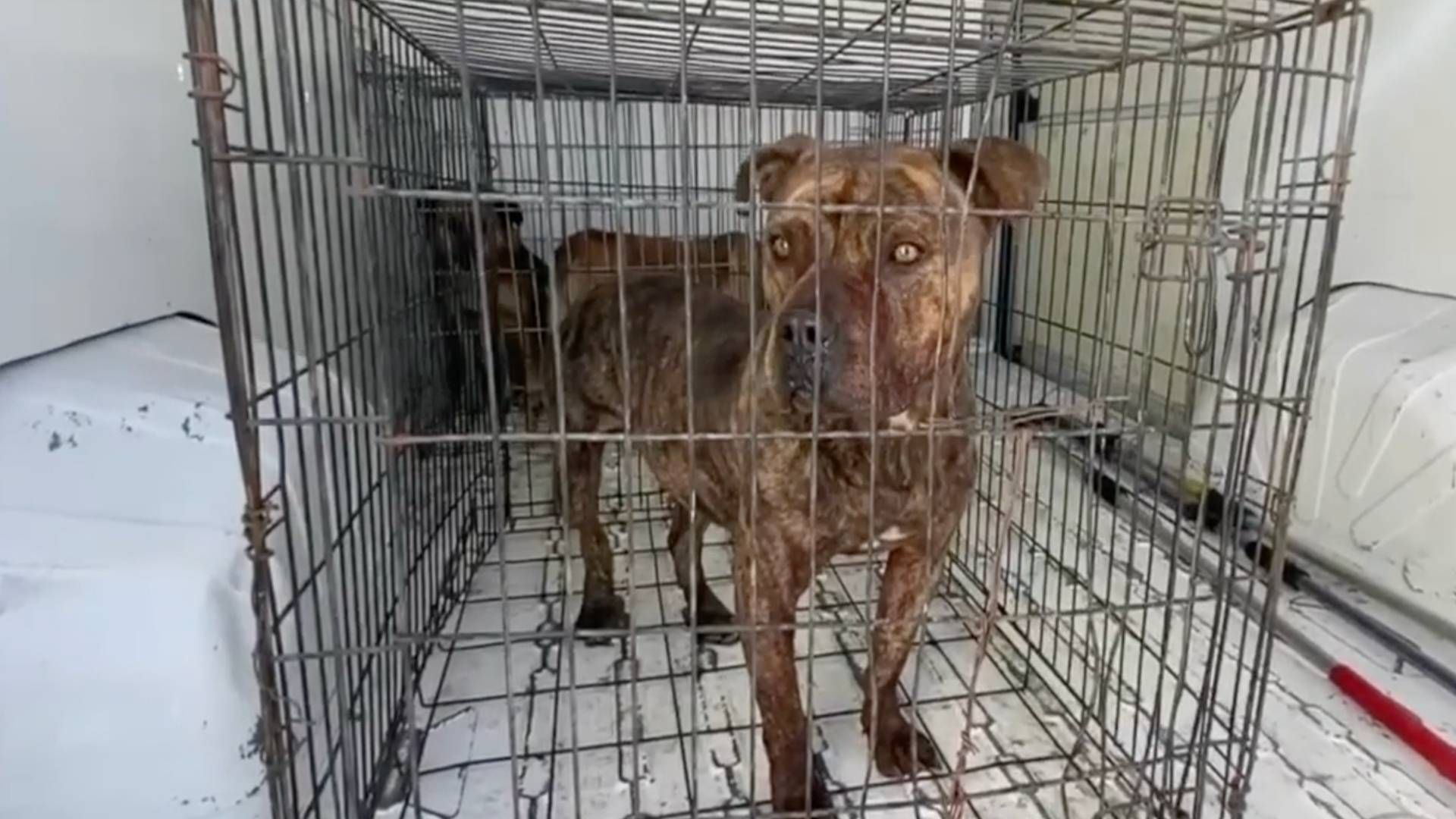 Perro pitbull enjaulado