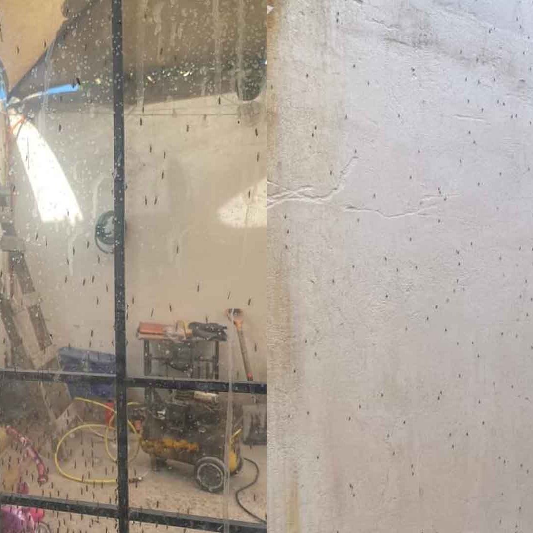 Plaga de Mosquitos Alarma a Colonia de Gómez Palacio