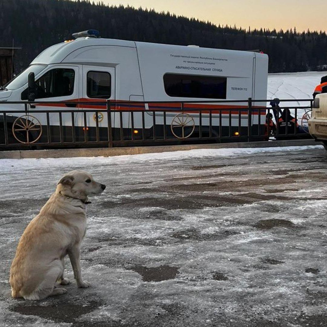Conmueve Foto de Perrita Esperando a Su Amo que Murió Ahogado