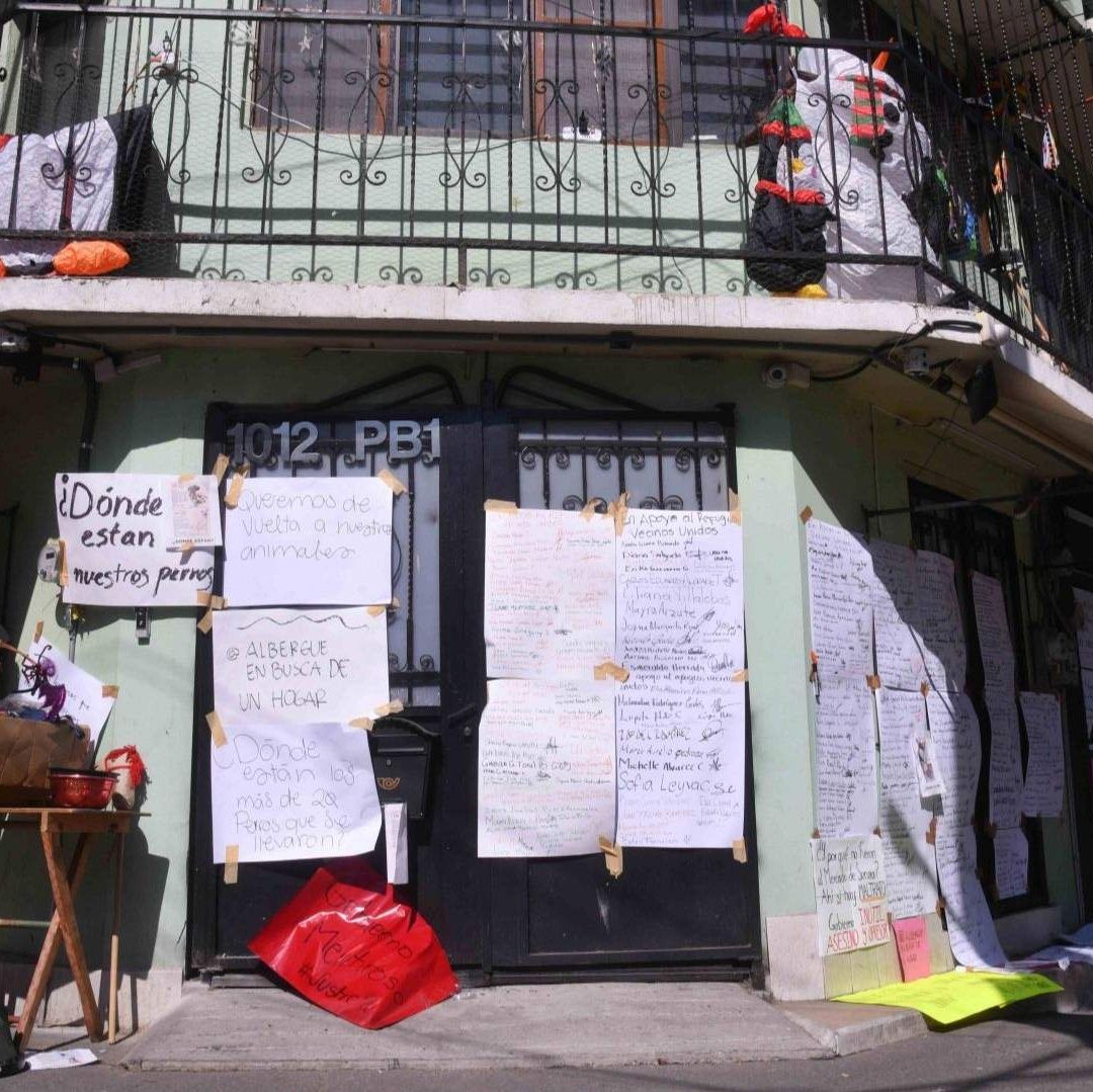 “Presentan Actos de Maltrato”: Fiscalía sobre Animales de Albergue de la Narvarte