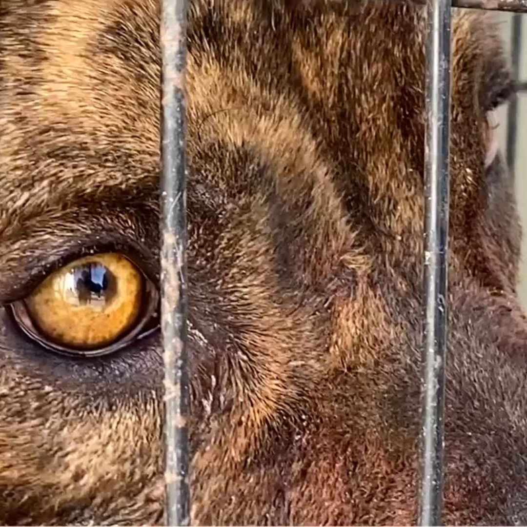 Perro Pitbull que Atacó a un Adulto Mayor