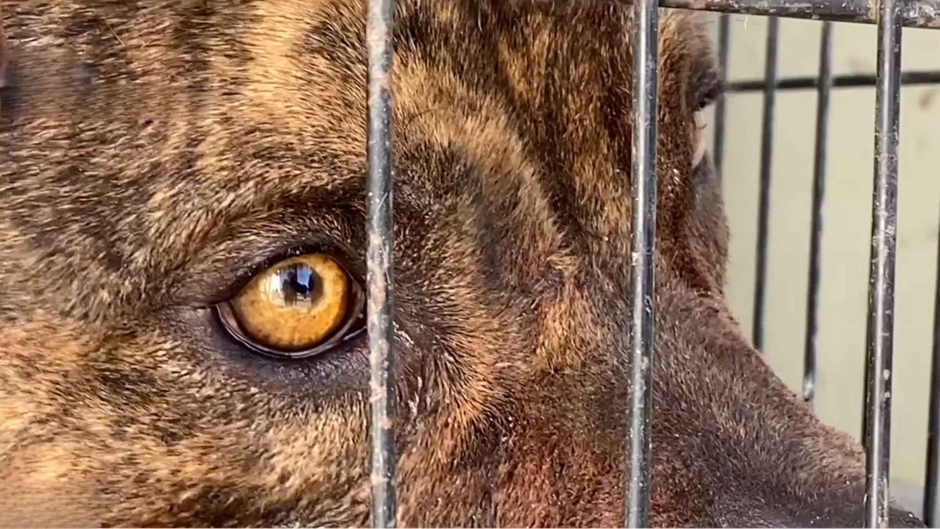 Perro Pitbull que Atacó a un Adulto Mayor