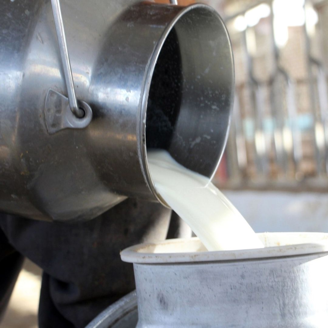 Gripe Aviar, en la Leche: Detectan Virus en Productos que se Venderían al Público