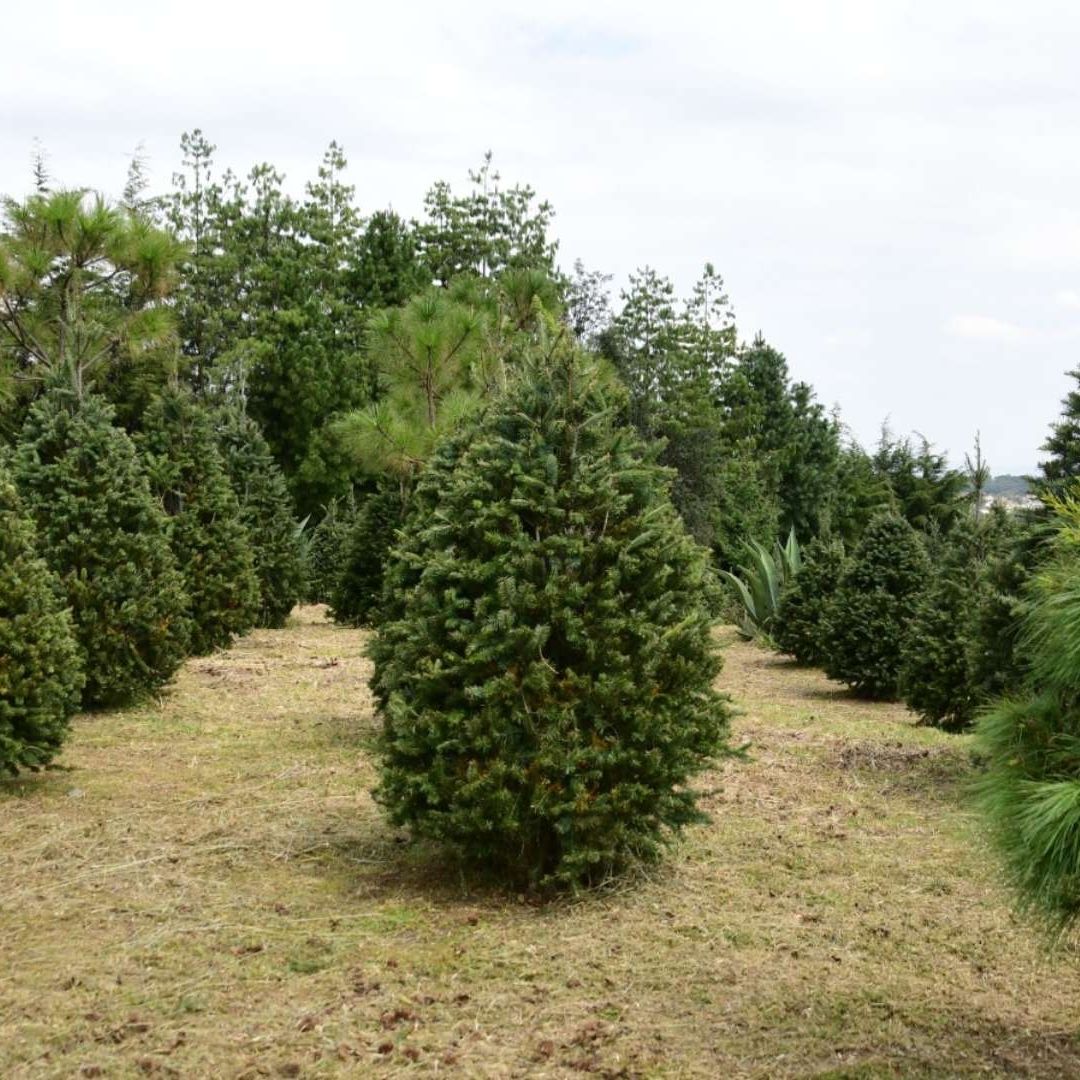 La venta de árboles de Navidad ya comenzó y aquí te traemos las ubicaciones de los bosques cerca de CDMX