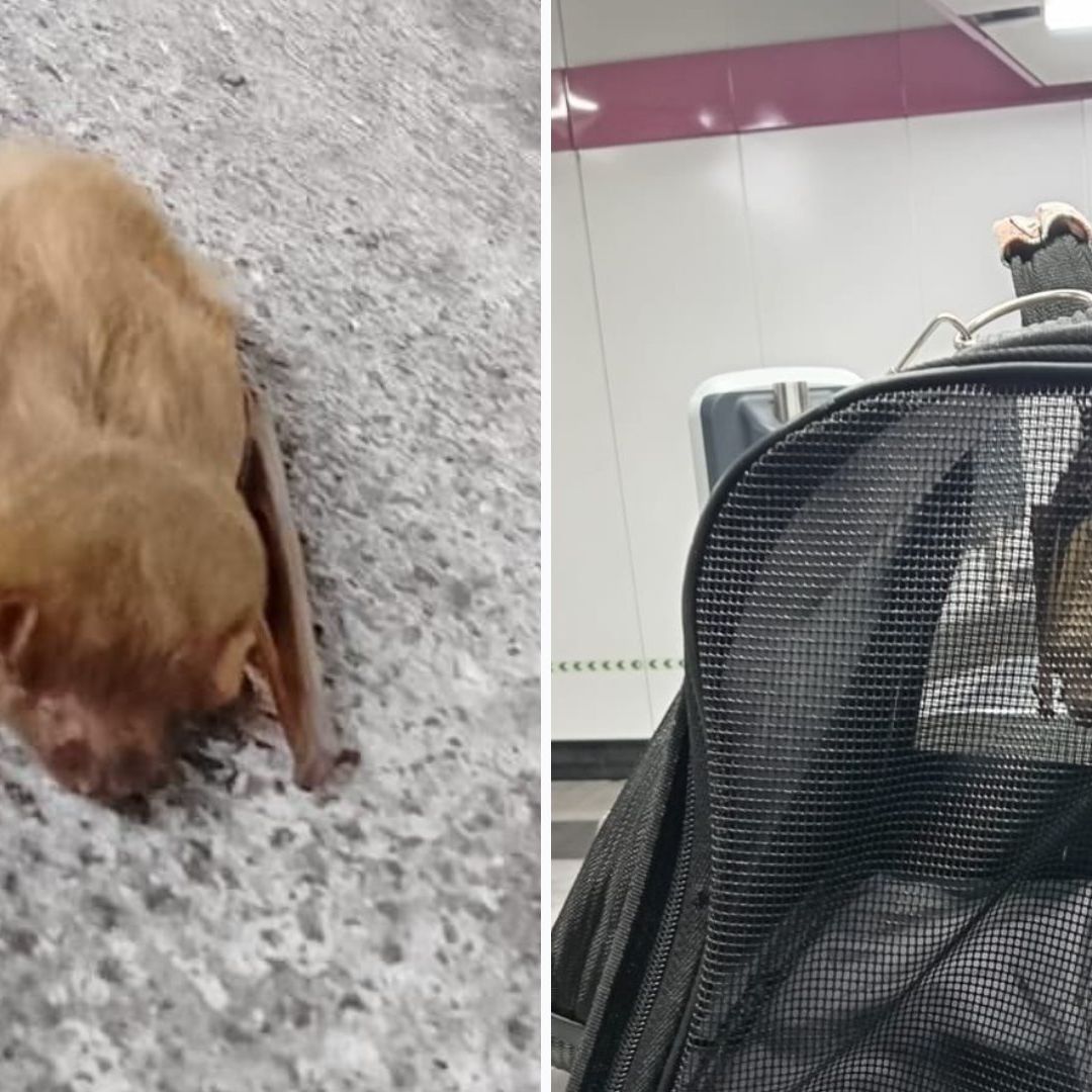 ¿Batman, Eres Tú? Hallan Murciélago en Andén de Boulevard Puerto Aéreo del Metro CDMX