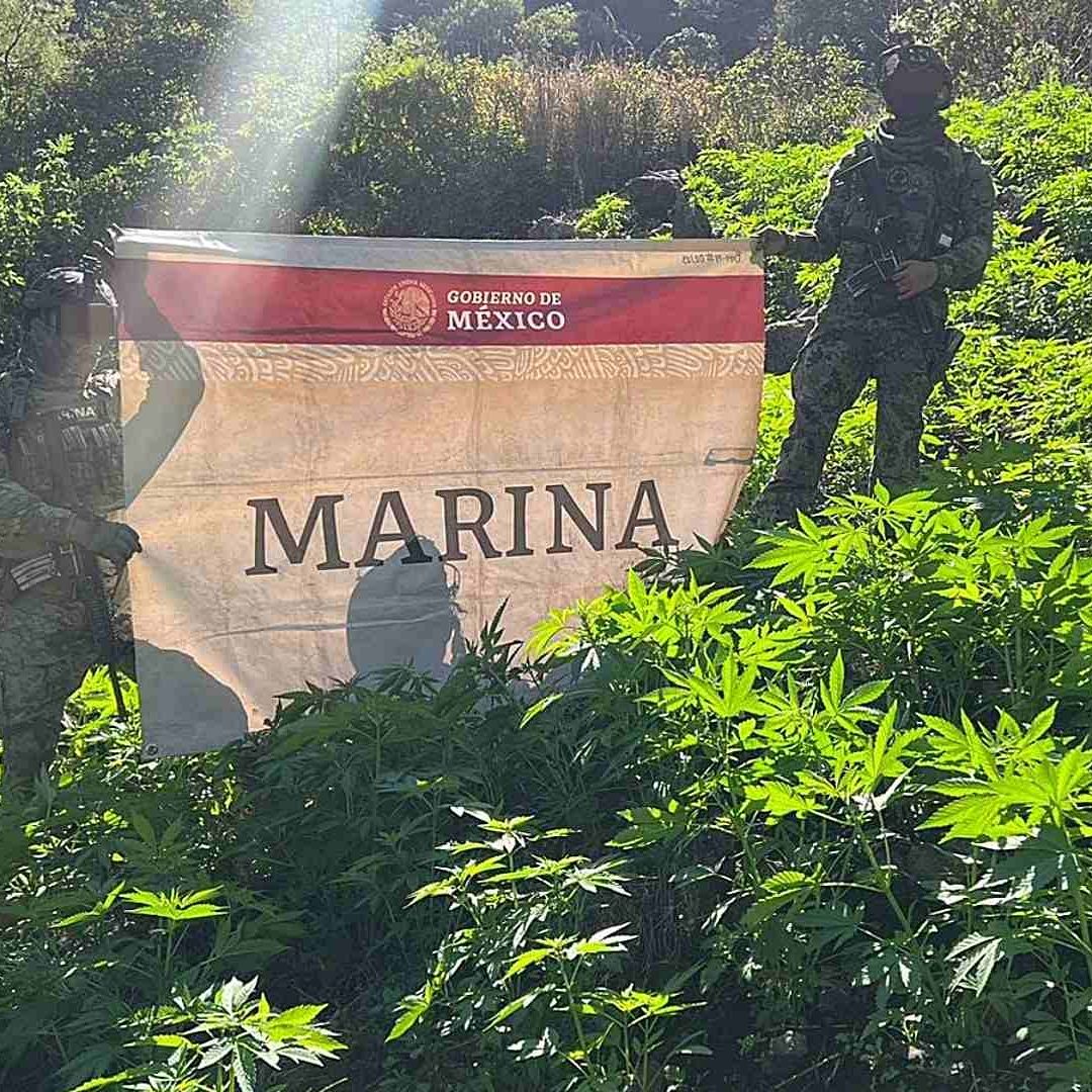 ‘Quitan’ Cientos de Millones de Pesos al CJNG: Destruyen Producción de Toneladas de Marihuana
