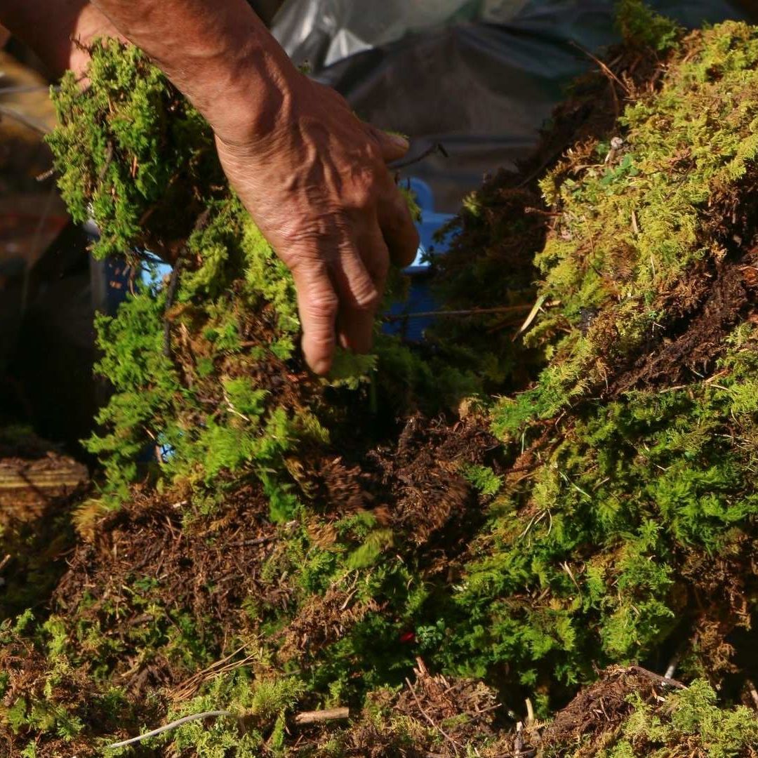 Tradición de Adornar Nacimiento con Musgo Pone en Riesgo un Recurso Vital para los Ecosistemas