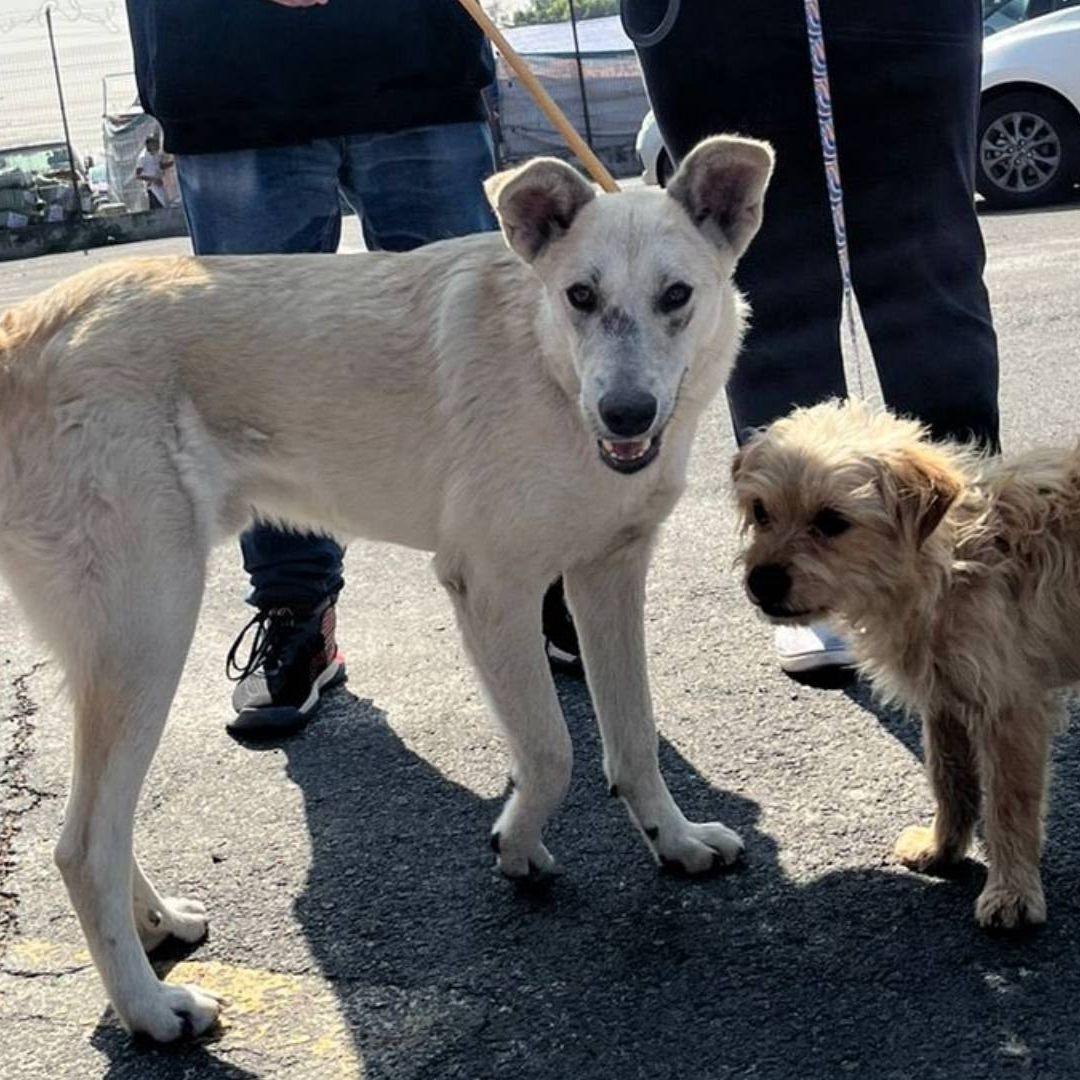 ¿Qué Pasó con los Perritos Peregrinos Rescatados? Así Puedes Conocerlos y Adoptarlos