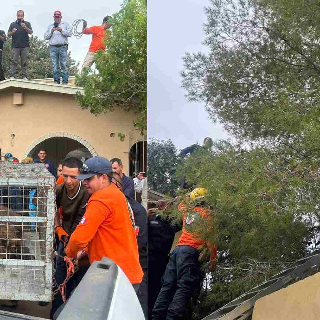 Oso es Rescatado tras Permanecer 36 Horas en lo Alto de un Pino en Agua Prieta, Sonora