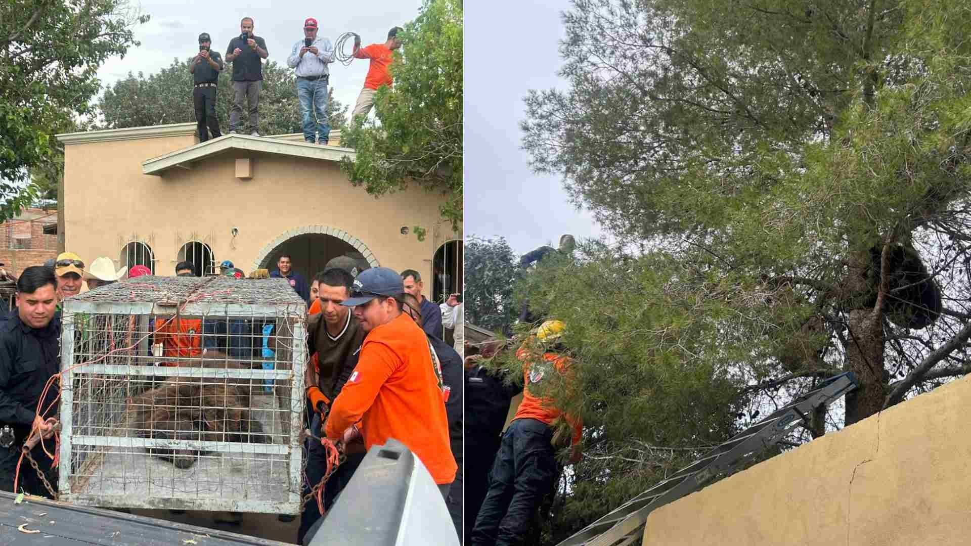 Oso es Rescatado tras Permanecer 36 Horas en lo Alto de un Pino en Agua Prieta, Sonora