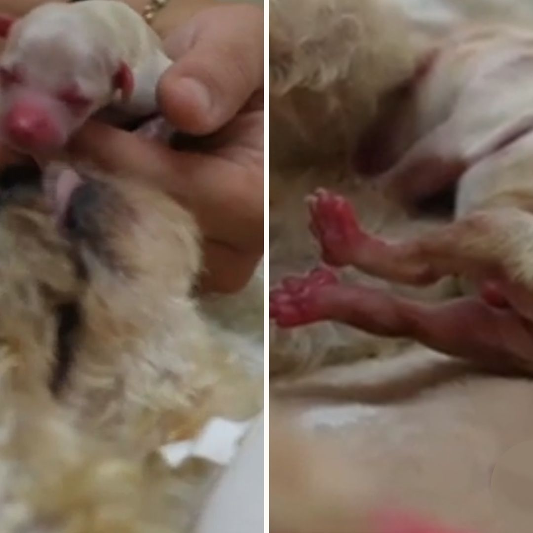 Perrita Cereza, Víctima de Explosión en Iztapalapa, Pierde Otro Cachorrito: “No se Rinde”
