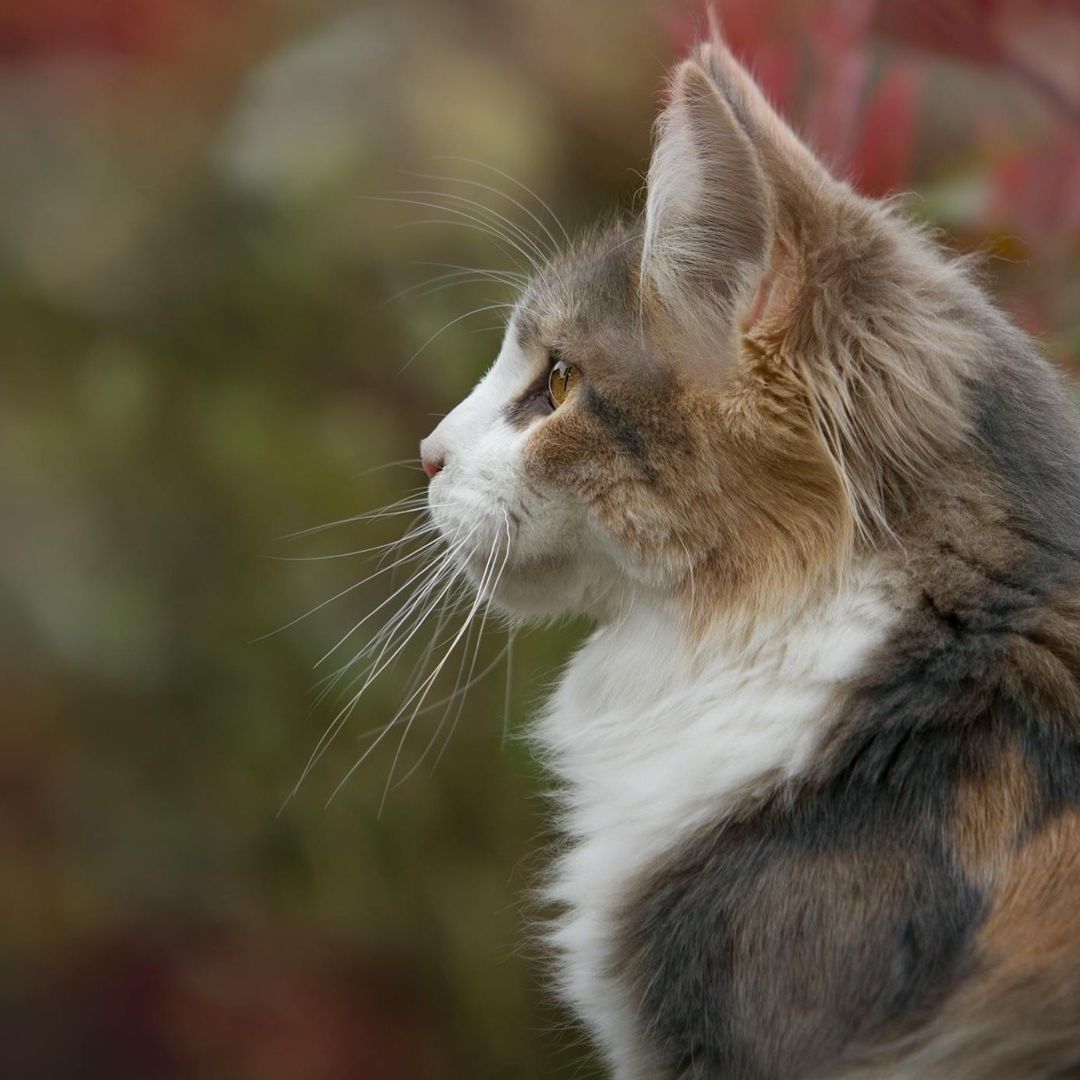 Convocatoria Siguen Entre Nosotros Fotografías de Gatos y Animales del Panteón Municipal de Puebla