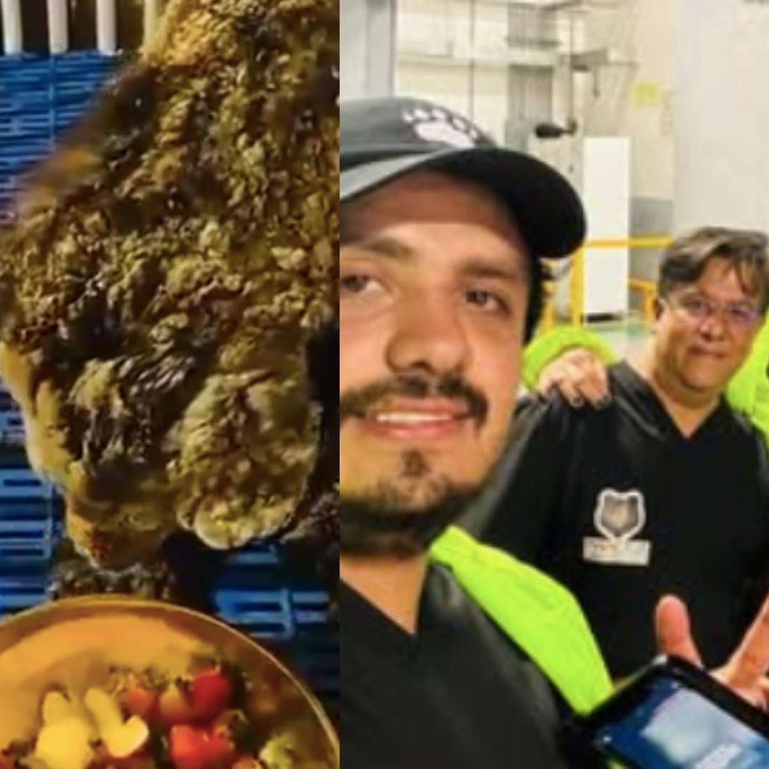 La osa mina recibirá atención especializada y comenzará una nueva etapa de vida.