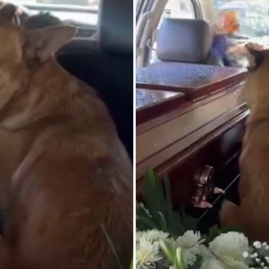 Erick Omar: Él es "Cabo", el Perrito que Intentó Salvar al Joven de Agresiones de Policías CDMX