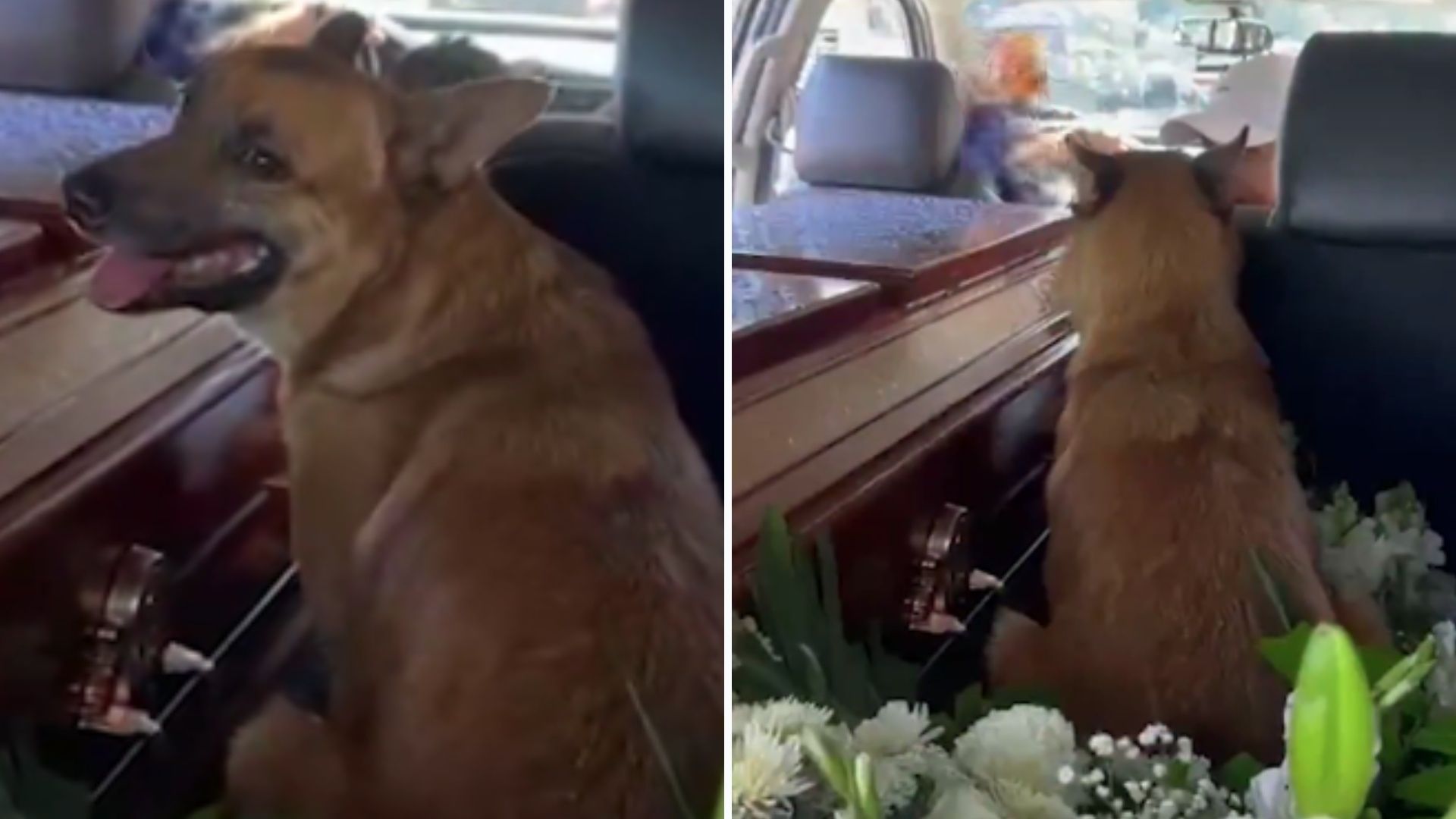 Erick Omar: Él es "Cabo", el Perrito que Intentó Salvar al Joven de Agresiones de Policías CDMX