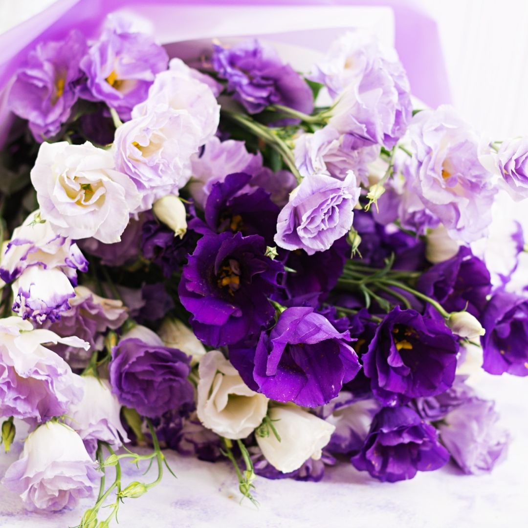 El 9 de noviembre día de las flores moradas por qué se regalan en México y a quiénes le dan su ramo