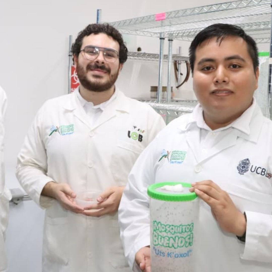 Crean Millones de 'Mosquitos Buenos' para Combatir al Dengue, Zika y Chikungunya, en Yucatán