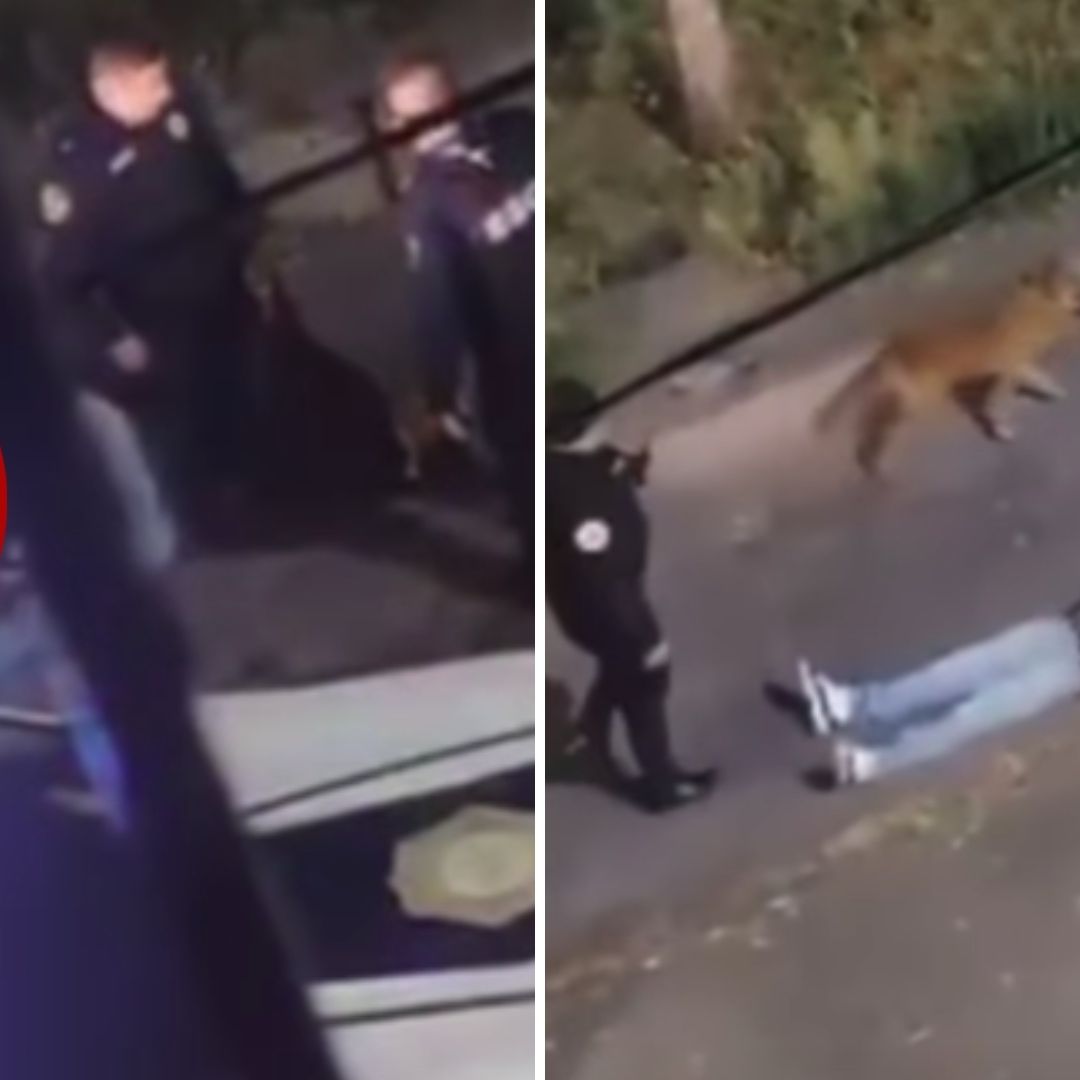 Erick Omar: Perrito que Sacó a Pasear Intentó Defenderlo de Agresiones de Policías de CDMX