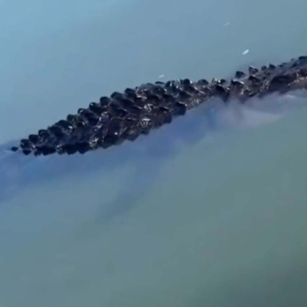 Video: Captan a Caimán de Gran Tamaño en el Río Bravo