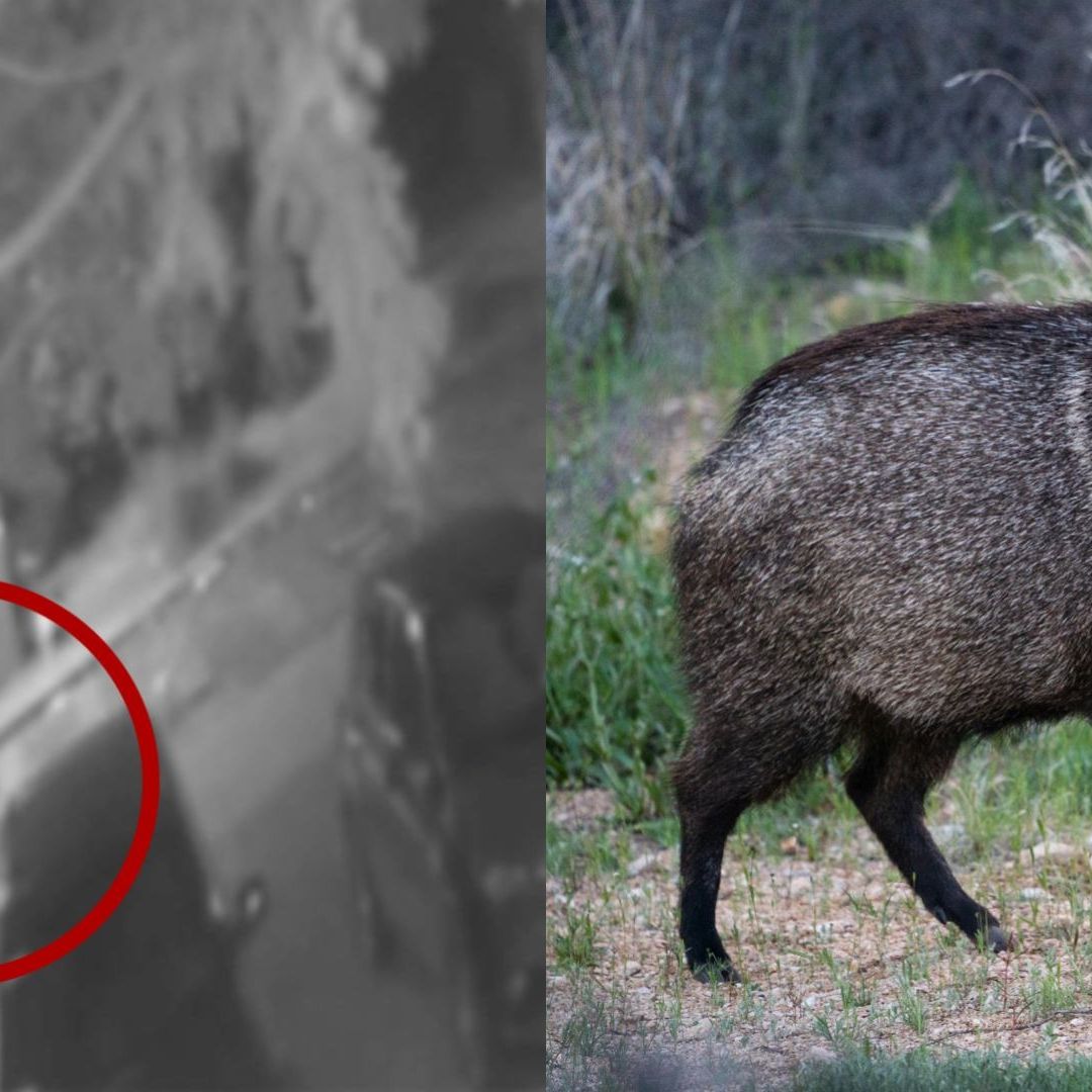 Video vigilante golpea a pecarí e imagen del ejempla que es especie protegida