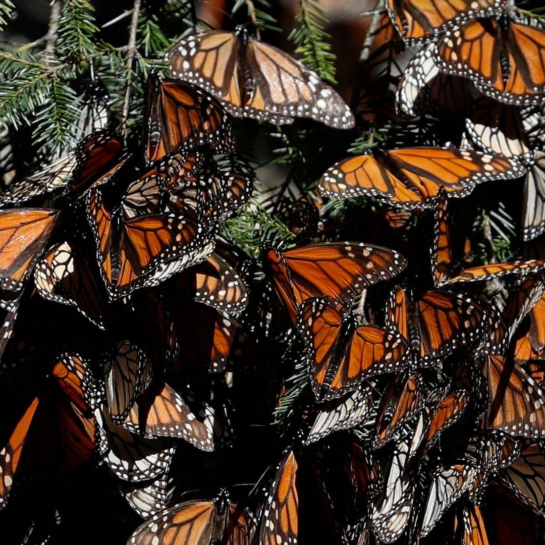 Implementan Sisitema para Monitorear Migración de Mariposa Monarca.