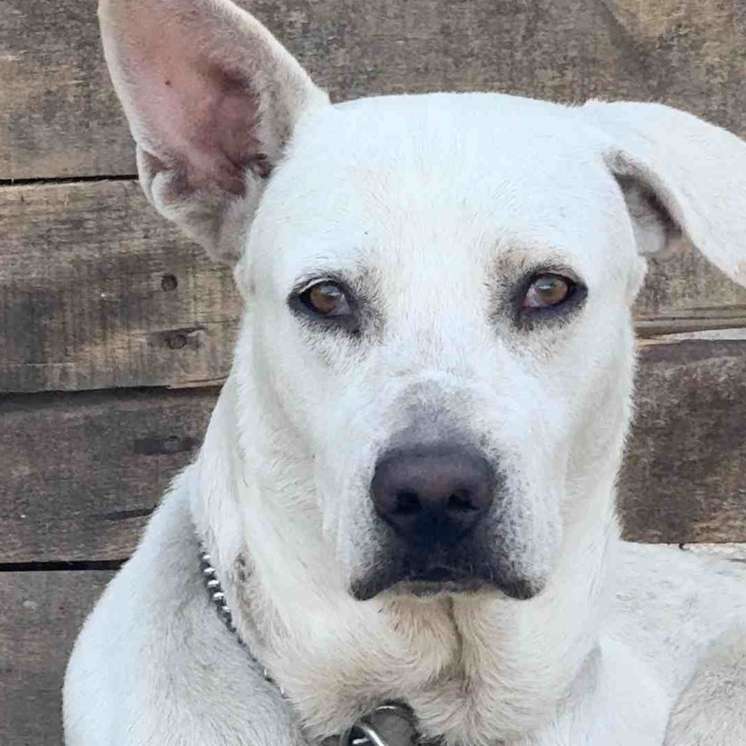 Reportan Larvas de Gusano Barrenador en Perros del Municipio de Veracruz