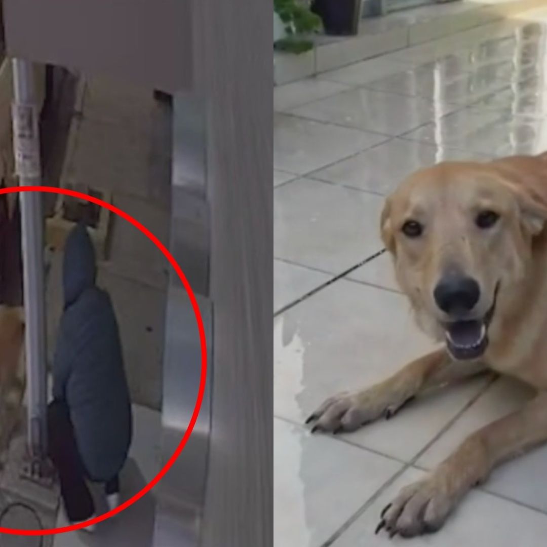 Abandona a perro amarrado a poste en Monterrey