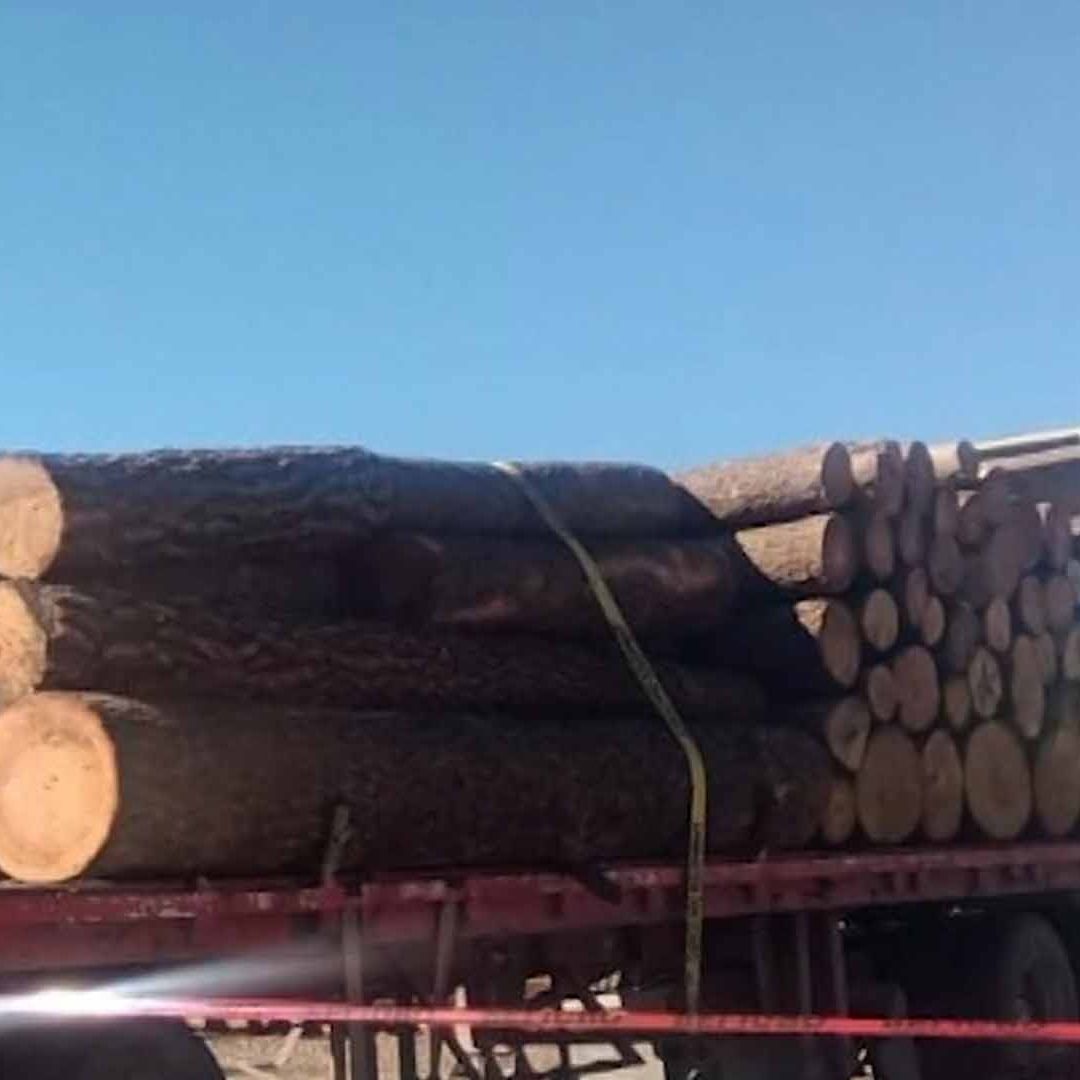 Muere Hombre de la Tercera Edad Aplastado por Tronco en Aserradero de Arteaga