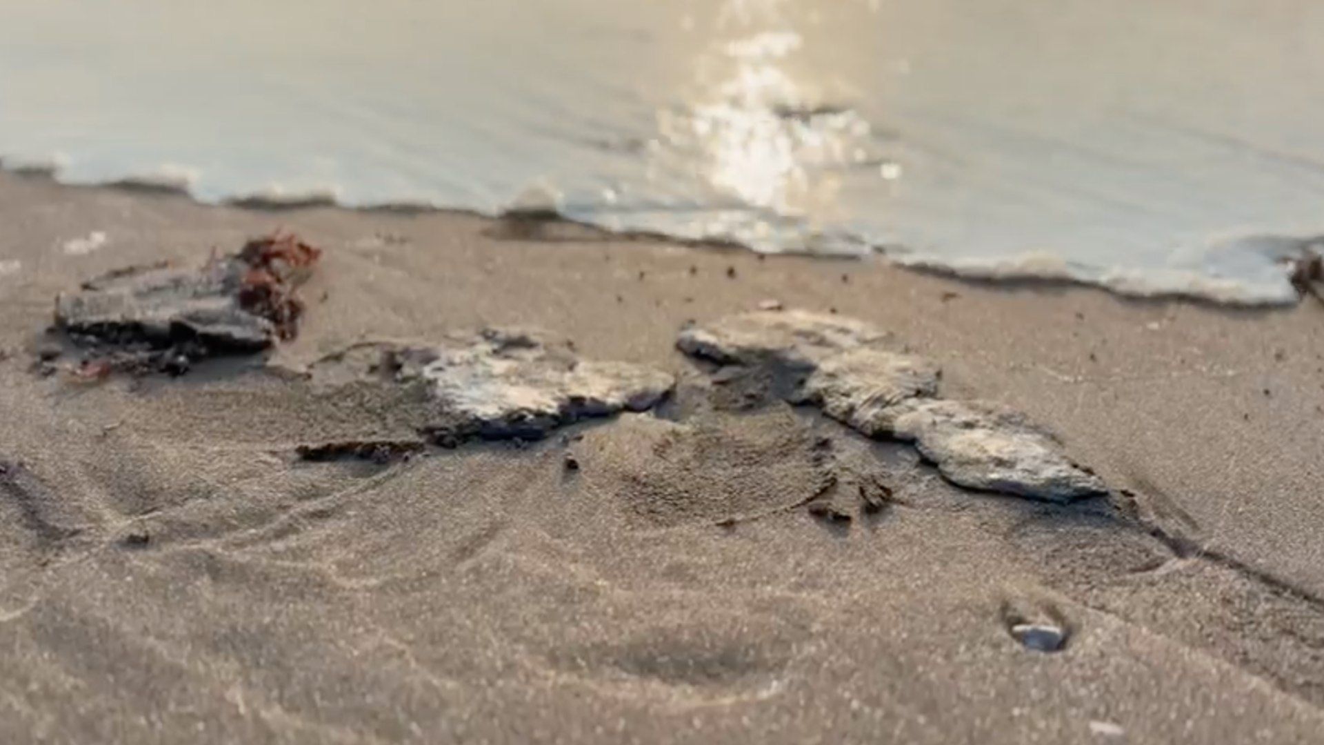Hidrocarburo en playa de Chachalacas en Veracruz