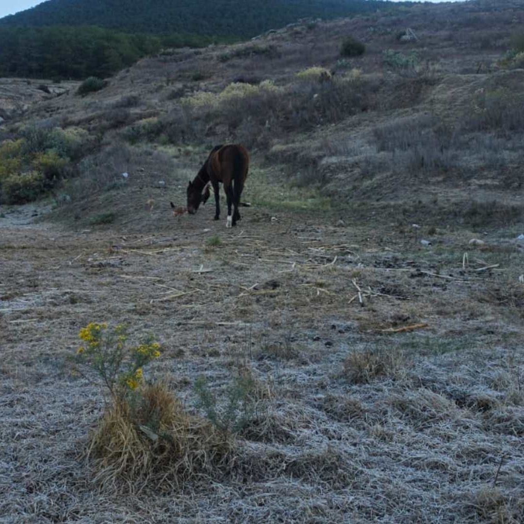 Heladas en Galeana, Nuevo León
