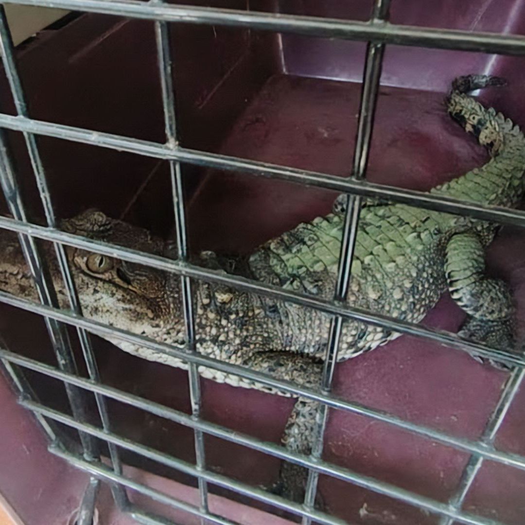 Cocodrilo de Pantano Ejemplar de Categoría Protección Especial Entregado a Profepa en Puebla
