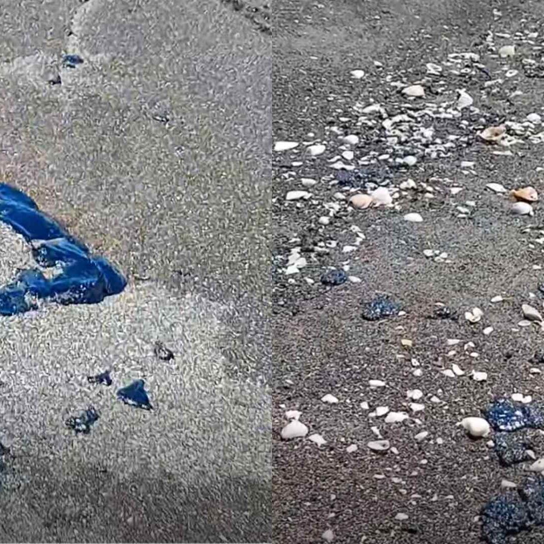Reportan Presencia de Hidrocarburo en Playas de Nautla Veracruz Campamento Tortuguero