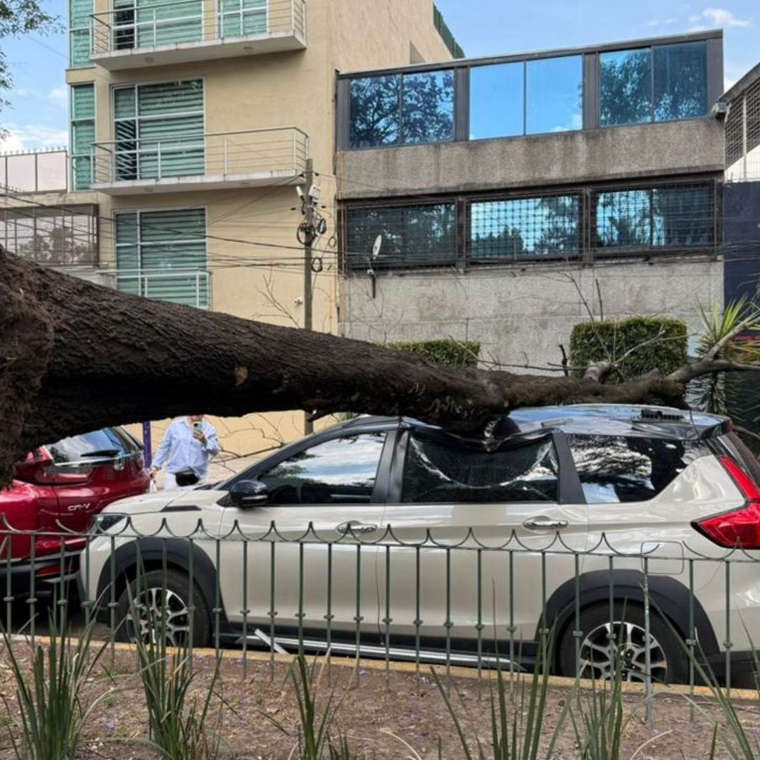 Por fuertes vientos caen cuatro árboles en CDMX.