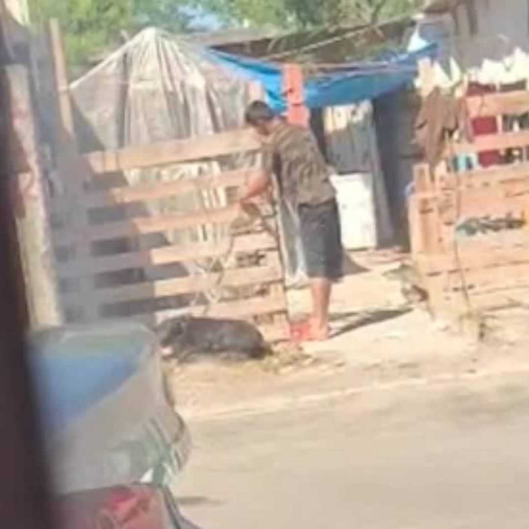 Perrito es maltratado por su dueño