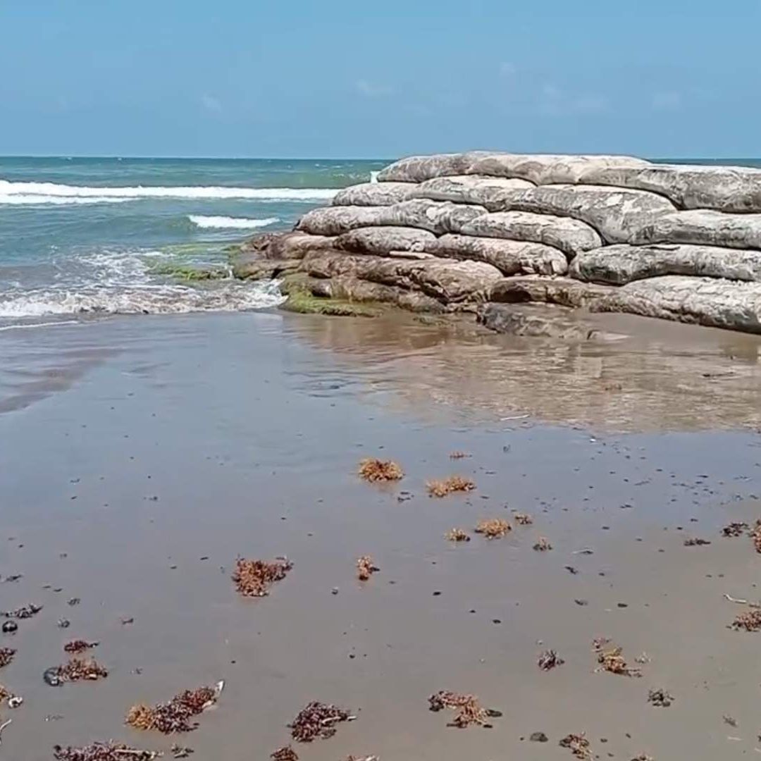 Hallan Tortugas y un Pez sin Vida en Playa de Coatzacoalcos Veracruz
