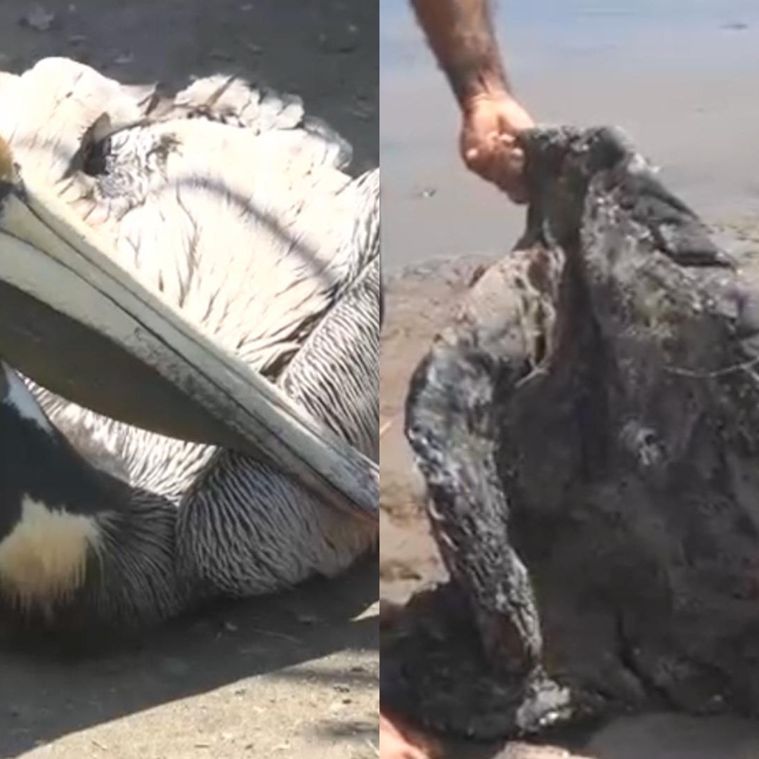 Localizan a un Pelícano con Rastro de Chapopote en Playa Salinas de Alvarado Veracruz