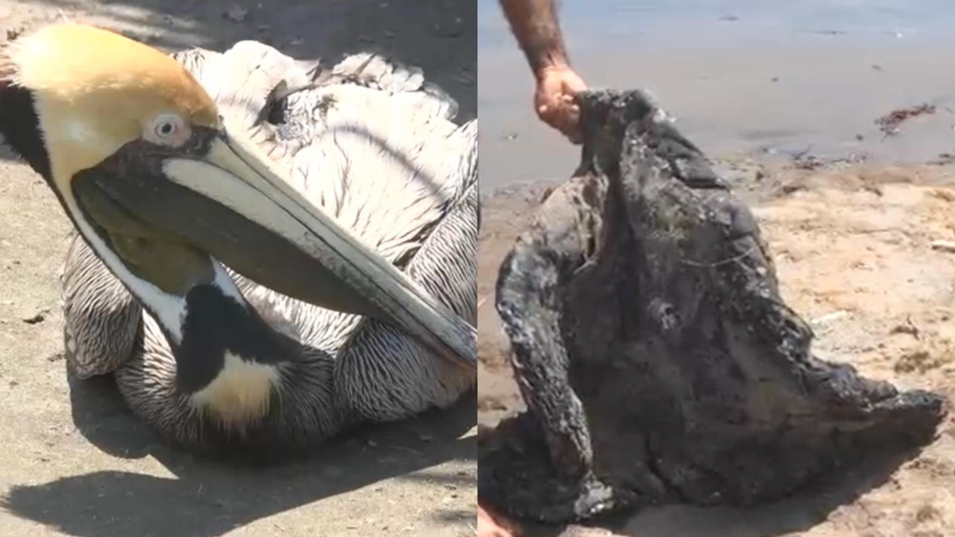 Localizan a un Pelícano con Rastro de Chapopote en Playa Salinas de Alvarado Veracruz