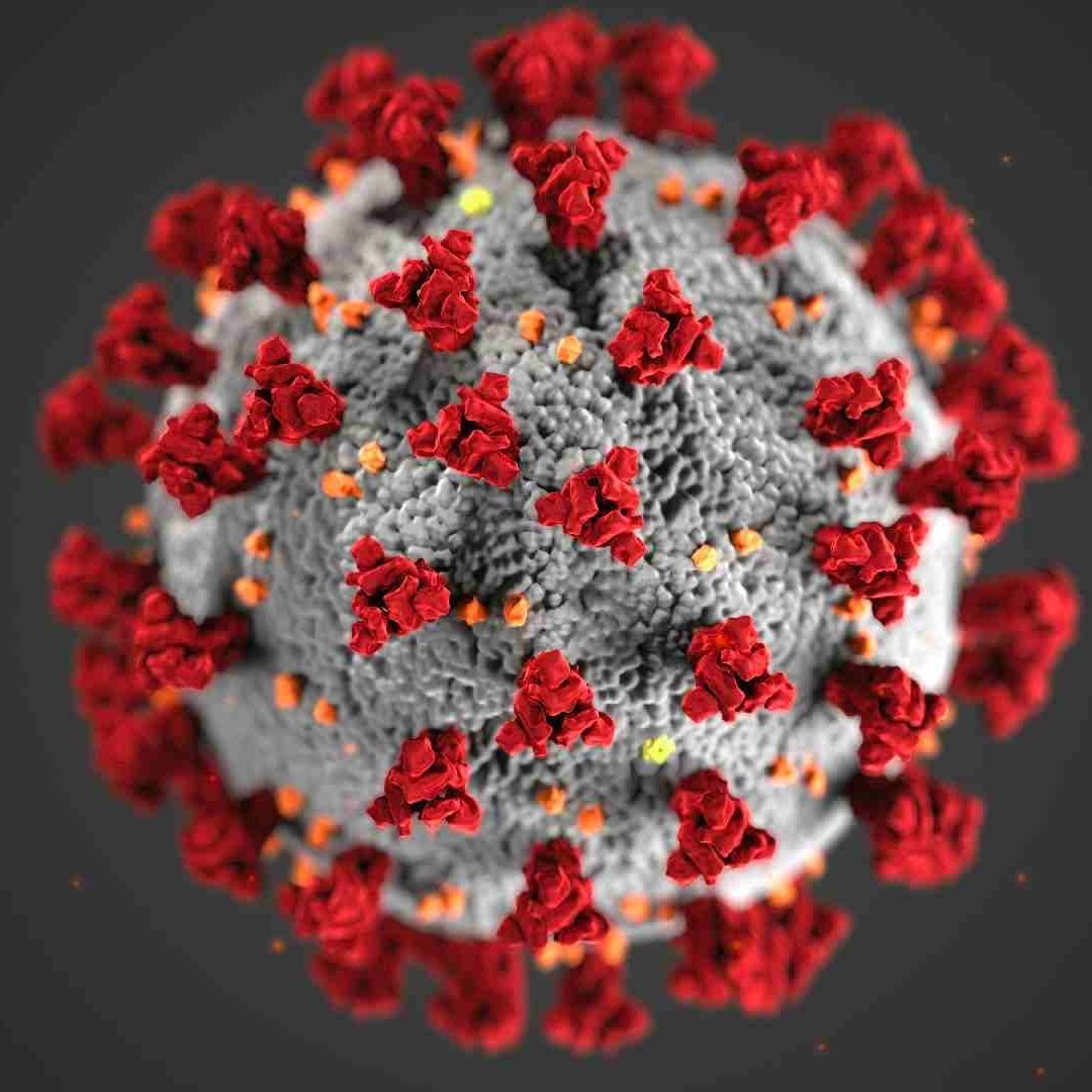 Detectan caso de gripe aviar H9N2 en humanos en Italia