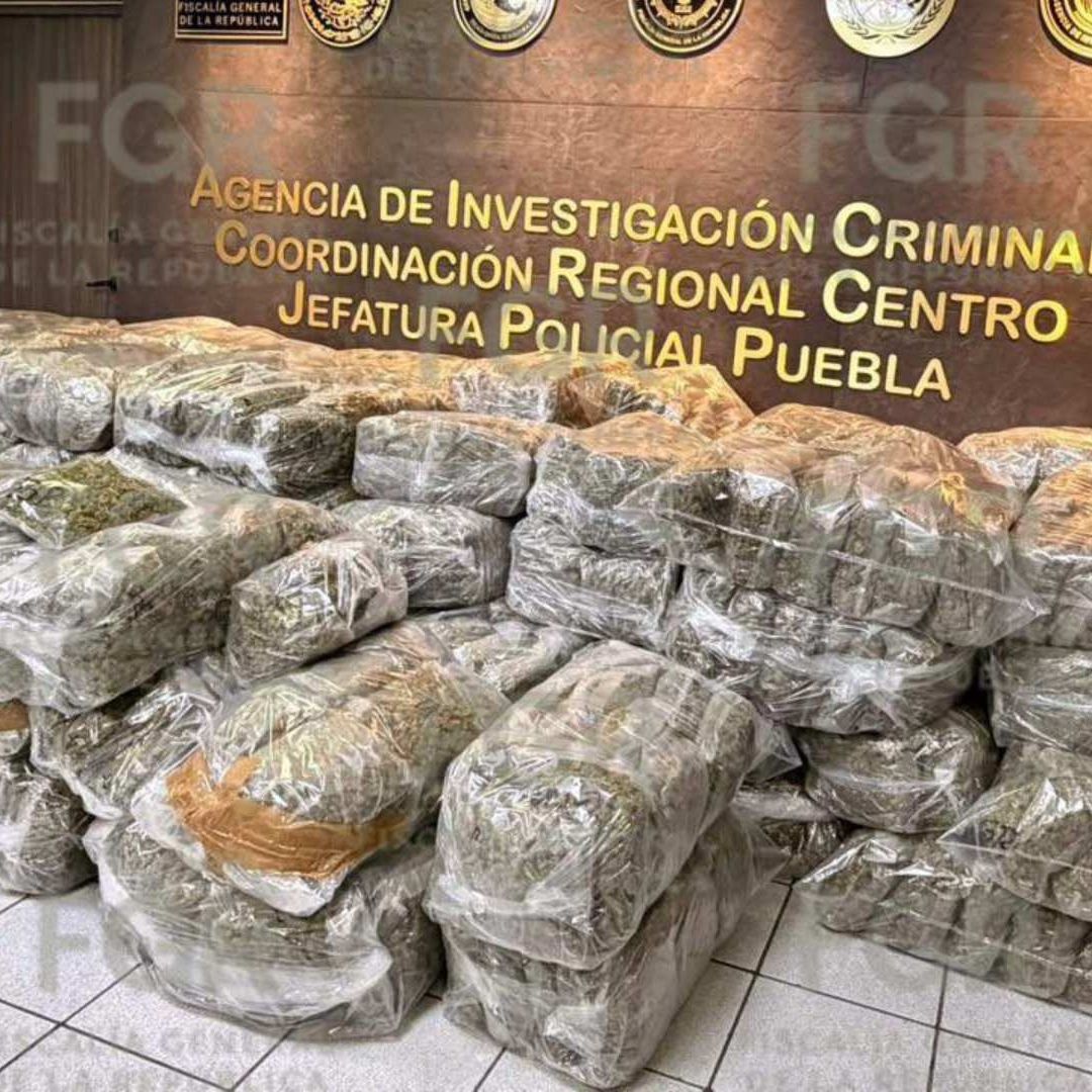 Kevin N Detenido Chofer de Tráiler que Transportaba 682 Kilos de Marihuana en Carretera Cuacnopalan Oaxaca